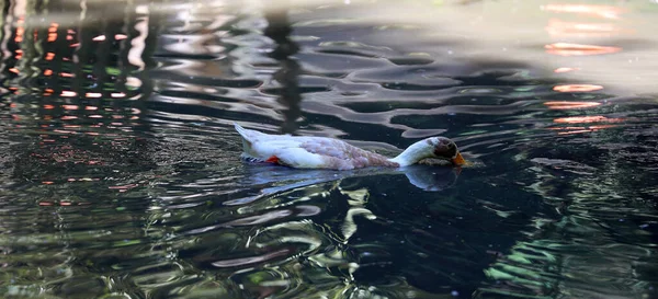 Los Gansos Domésticos Son Gansos Grises Domesticados Gansos Greylag Gansos — Foto de Stock