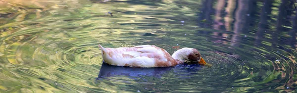 Domestic Goose Domesticated Grey Geese Either Greylag Geese Swan Geese — Stock Photo, Image