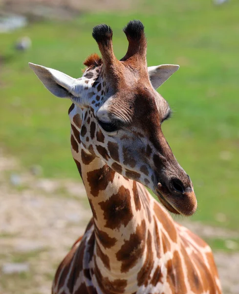 Girafe Giraffa Camelopardalis Est Mammifère Ongulé Doigts Pairs Africain Grande — Photo