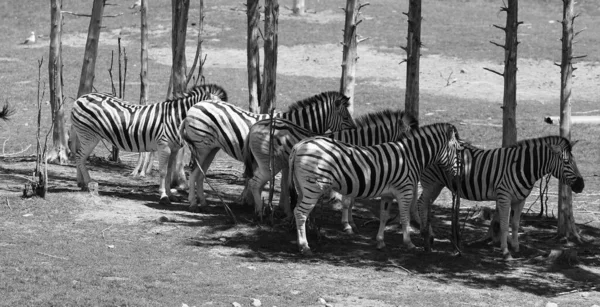 Zebras Several Species African Equids Horse Family United Distinctive Black — Stock Photo, Image