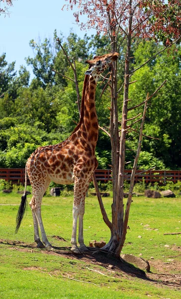 Żyrafa Giraffa Camelopardalis Jest Afrykańskim Ssakiem Kopytnym Równymi Palcami Najwyższym — Zdjęcie stockowe