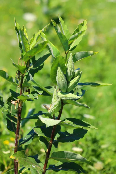 Asclepias Syriaca Uma Espécie Planta Com Flor Pertencente Família Asteraceae — Fotografia de Stock