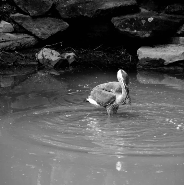 Pelicano Preto Branco Água — Fotografia de Stock