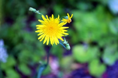 Hieracium umbellatum (yaygın olarak Hieracium canadense olarak bilinir), Asteraceae familyasından bir çicek bitkisidir..