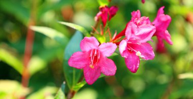 Weigela, Caprifoliaceae familyasından 6 ile 38 arasında yaprak döken bir bitki cinsidir..
