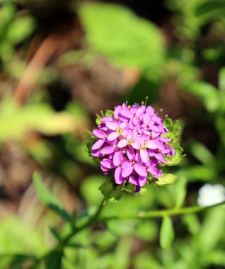 Yeşil bahçede güzel bir çiçek
