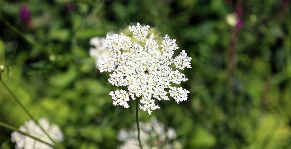 Grano Saraceno Fagopyrum Esculentum Grano Saraceno Comune Una Pianta Coltivata — Foto Stock