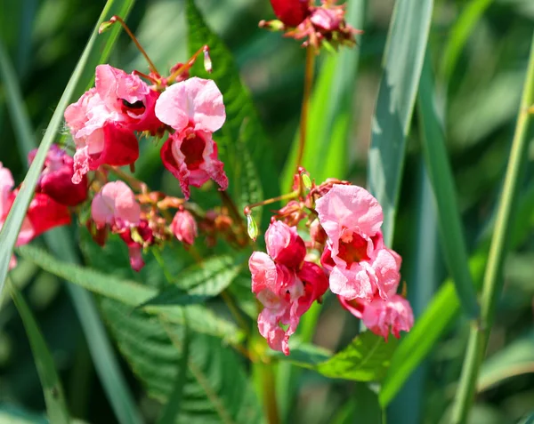 Antirrhinum Genus Plants Dragon Flowers Snapdragons Because Flowers Fancied Resemblance — Stock Photo, Image