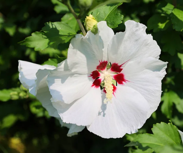 Hibiscus Malvaceae Familyasından Bir Bitki Cinsidir Oldukça Büyüktür Ilıman Subtropikal — Stok fotoğraf