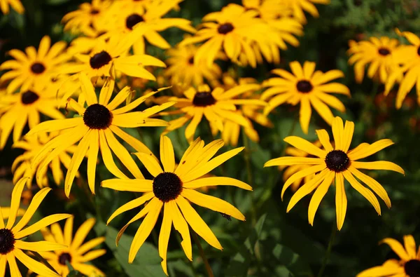 Rudbeckia Türler Genellikle Koni Çiçekleri Siyah Gözlü Susanlar Olarak Adlandırılır — Stok fotoğraf