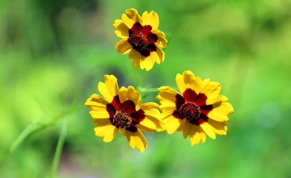 Πεδιάδες Coreopsis Κήπο Tickseed Χρυσή Tickseed Καλλιόπη Coreopsis Tinctoria Είναι — Φωτογραφία Αρχείου