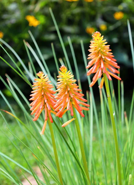 Květ Aloe Vera Šťavnatý Rostlinný Druh Rodu Aloe Asi 500 — Stock fotografie