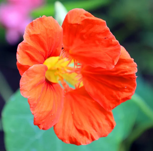 Tropaeolum Nasturtium Burun Bükücü Yılda Yaklaşık Olarak Tür Bitkisel Bitki — Stok fotoğraf