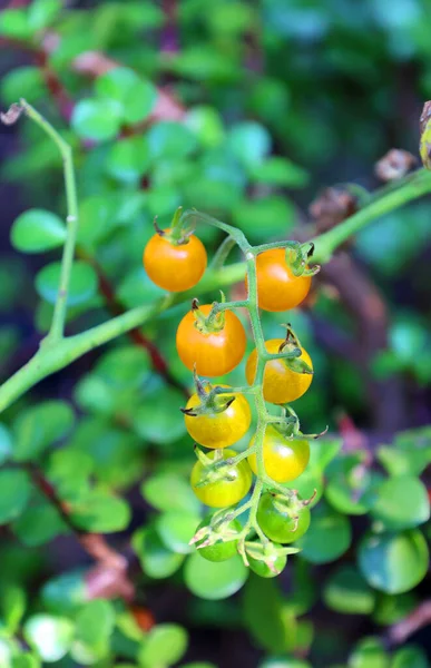 Cherry tomatoes, Sungold ripens early to a golden orange, ready to harvest throughout the summer. These extra-sweet tomatoes stay firmer longer than other cherry varieties and will be ready to harvest
