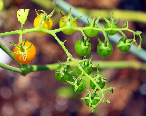 Třešňová Rajčata Sungold Zraje Brzy Zlaté Pomeranče Připravená Sklízet Celé — Stock fotografie