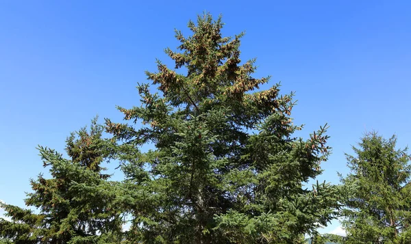 Zielone Drzewa Słonecznym Parku — Zdjęcie stockowe