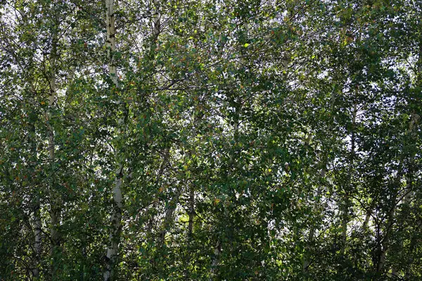 Bromont Quebec Foresta Betulle Primavera — Foto Stock