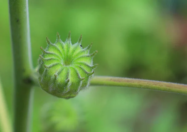 緑の背景に美しい小さな植物 — ストック写真