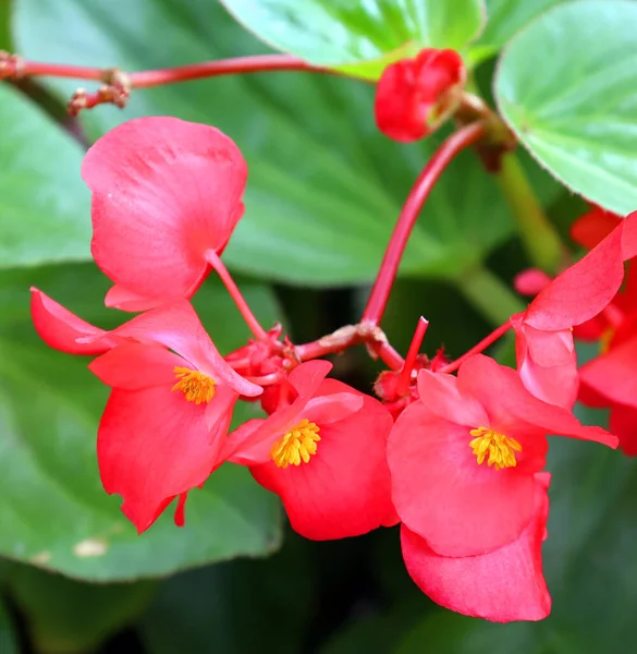 Begonia Flower Genus Perennial Flowering Plants Family Begoniaceae Genus Contains — Stock Photo, Image