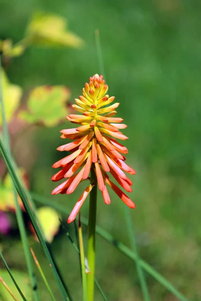 Květ Aloe Vera Šťavnatý Rostlinný Druh Rodu Aloe Asi 500 — Stock fotografie