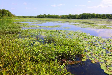 Granby, Quebec, Kanada 'daki bataklık manzarası