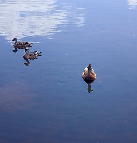 Wood Duck Carolina Duck Aix Sponsa Una Specie Anatra Diffusa — Foto Stock