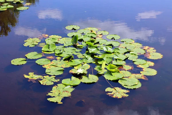 Γουότερ Λίλυ Nymphaeaceae Είναι Μια Οικογένεια Ανθοφόρων Φυτών Μέλη Αυτής — Φωτογραφία Αρχείου