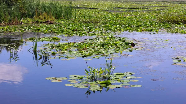 Γουότερ Λίλυ Nymphaeaceae Είναι Μια Οικογένεια Ανθοφόρων Φυτών Μέλη Αυτής — Φωτογραφία Αρχείου