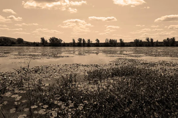 Waterlelie Nymphaeaceae Een Botanische Naam Voor Een Familie Van Tweezaadlobbige — Stockfoto