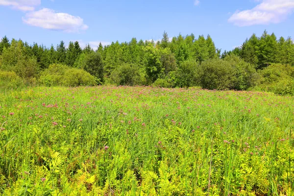 Summer Goldenrod Firtrees Landscape Quebec Canada — Stock Photo, Image