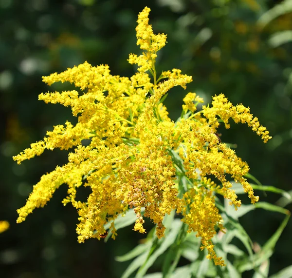 Solidago Asteraceae Familyasından Yaklaşık Olarak 100 Ila 120 Arasında Çiçekli — Stok fotoğraf