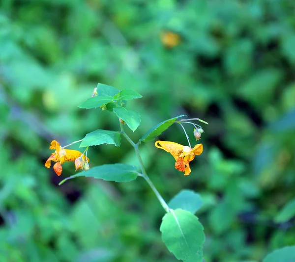 Antirrhinum Egy Nemzetség Növények Vagy Sárkány Virágok Vagy Snapdragons Mert — Stock Fotó