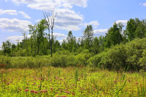 Summer Goldenrod Firtrees Landscape Quebec Canada — Stock Photo, Image
