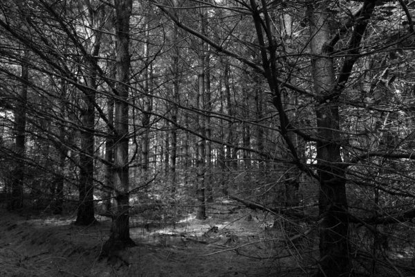 Paysage Pins Été Noirs Blancs Canton Est Québec Canada — Photo