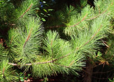 Pinus strobusu (İngilizce: Pinus strobus), genellikle doğu, kuzey, beyaz çam veya Weymouth çamı olarak adlandırılır.