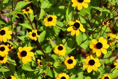 Oenothera biennis, Onagraceae familyasından Kuzey Amerika 'da yetişen bir bitki türü.