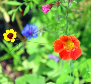 Tropaeolum ya da nasturtium burun bükücü, yılda yaklaşık olarak 80 tür bitkisel bitki ve bitki yetiştiren bitki cinsidir.