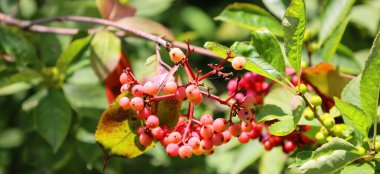 Sambucus racemosa subsp. racemosa, Sambucus racemosa familyasından Avrupa 'nın kızıl yaşlıları ve Pasifik' in kırmızı elderberry familyasının bir alt türüdür.