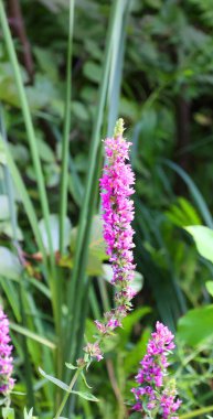 Yeşil bahçede güzel çiçekler