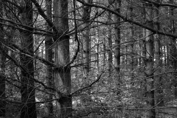 Paisaje Pinos Verano Blanco Negro Pueblo Oriental Quebec Canadá — Foto de Stock