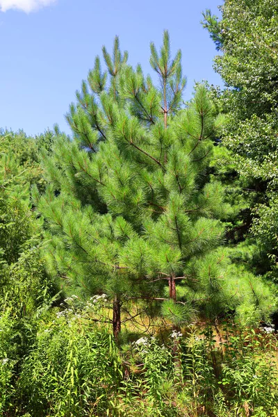 Pinus Strobus Comunemente Chiamato Pino Bianco Orientale Settentrionale Pino Weymouth — Foto Stock