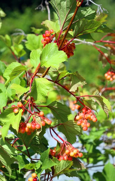 Viburnum Trilobum Cranberrybush Viburnum American Cranberrybush High Bush Cranberry Highbush — Photo