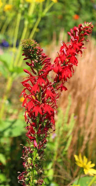 Lobelia Cardinalis Bíboros Virág Amerikai Campanulaceae Családba Tartozó Virágos Növény — Stock Fotó