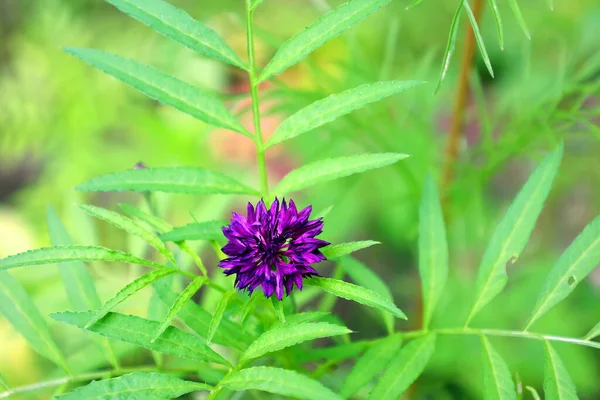 Bellissimo Fiore Nel Giardino Verde — Foto Stock