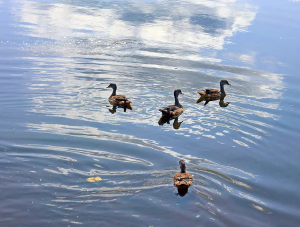 Wood Ducks Carolina Duck Aix Sponsa Species Duck Found North — Stock Photo, Image