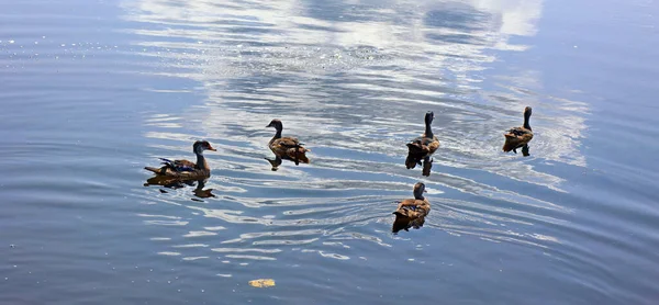 Aix Sponsa Una Especie Pato Familia Aix Una Las Aves — Foto de Stock