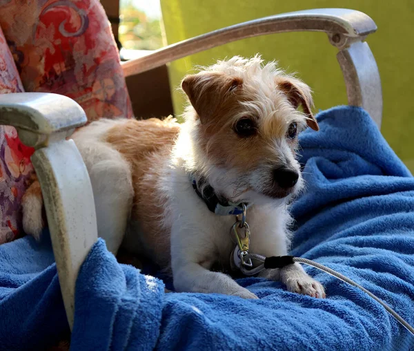 Párroco Russell Terrier Una Raza Pequeño Terrier Blanco Que Fue —  Fotos de Stock