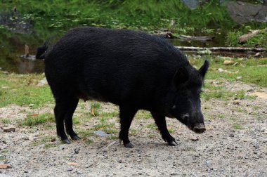 Yaban domuzu (Sus scrofa) ya da bilinen adıyla 