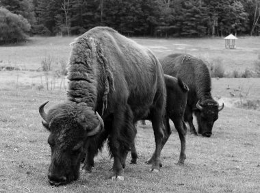 Amerikan bizonu ya da bizonu, bir zamanlar Kuzey Amerika 'nın otlaklarında geniş sürüler halinde yaşayan bir bizon türüdür.