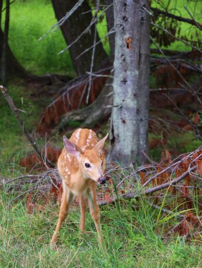 Fallow deer (Dama dama), Cervidae familyasından bir memeli türü. Bu yaygın tür Batı Avrasya 'ya özgüdür.